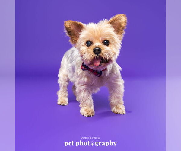 Medium Photo #3 Mutt Puppy For Sale in Fargo, ND, USA