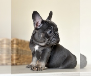 French Bulldog Puppy for sale in RIVERSIDE, CA, USA