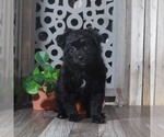 Small Photo #1 Pomeranian-Poodle (Toy) Mix Puppy For Sale in MOUNT VERNON, OH, USA