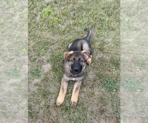 German Shepherd Dog Puppy for Sale in BYRON, Michigan USA