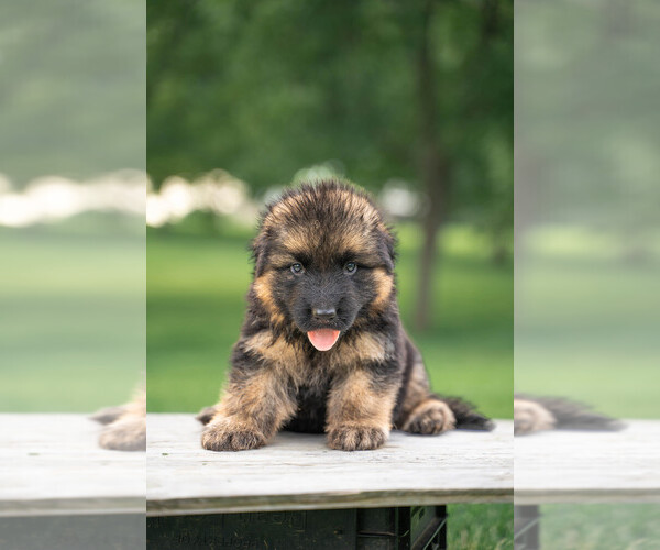 Medium Photo #4 German Shepherd Dog Puppy For Sale in NICHOLASVILLE, KY, USA