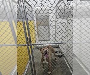 American Pit Bull Terrier Dogs for adoption in Temple, TX, USA