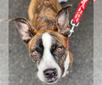 Small #11 Boxer Mix