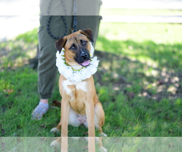 Medium Photo #1 German Shepherd Dog-Unknown Mix Puppy For Sale in Perth Amboy, NJ, USA