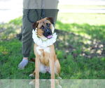 Small German Shepherd Dog Mix