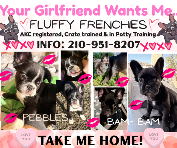 Medium Photo #1 French Bulldog Puppy For Sale in SAN ANTONIO, TX, USA