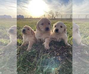 Golden Retriever Puppy for Sale in WOLFFORTH, Texas USA