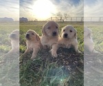 Small Photo #1 Golden Retriever Puppy For Sale in WOLFFORTH, TX, USA
