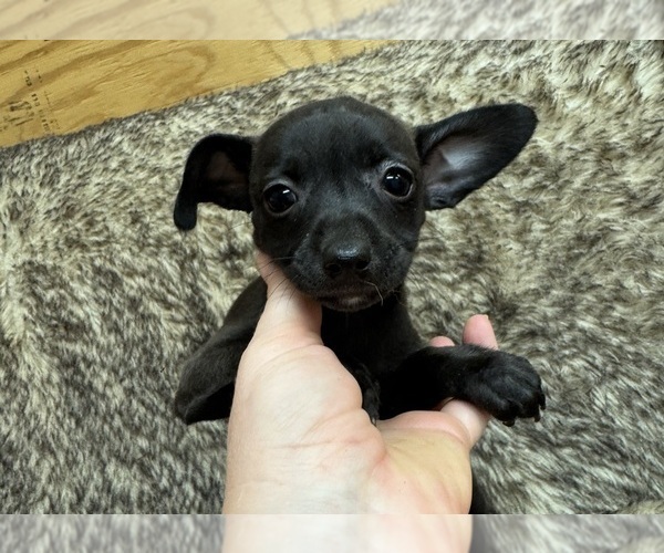 Medium Photo #7 Rat Terrier Puppy For Sale in WHITAKERS, NC, USA