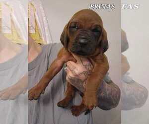Redbone Coonhound Puppy for sale in RAINIER, OR, USA
