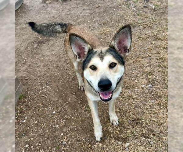 Medium Photo #1 Siberian Husky-Unknown Mix Puppy For Sale in Conroe, TX, USA