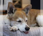 Small #17 Chihuahua Mix