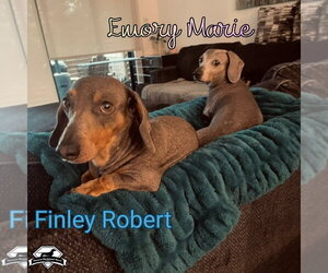Emory Marie+ - Female Dachshund Dog for Adoption - Photo #21