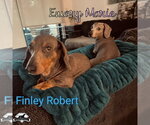 Small Photo #21 Dachshund Puppy For Sale in San Antonio, TX, USA
