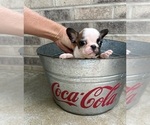 Small #1 French Bulldog