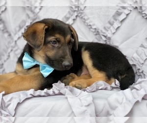 German Shepherd Dog Puppy for sale in LANCASTER, PA, USA