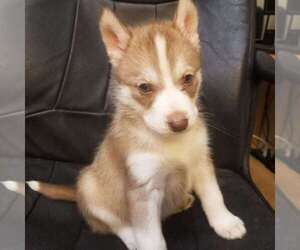 Siberian Husky Puppy for sale in GARWOOD, ID, USA