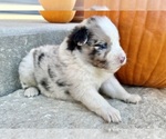 Small #1 Australian Shepherd