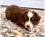 Small Photo #11 Miniature Australian Shepherd Puppy For Sale in BEATTY, OR, USA