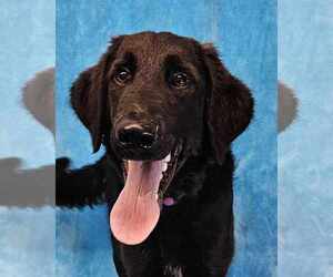 Labrador Retriever-Unknown Mix Dogs for adoption in New York, NY, USA