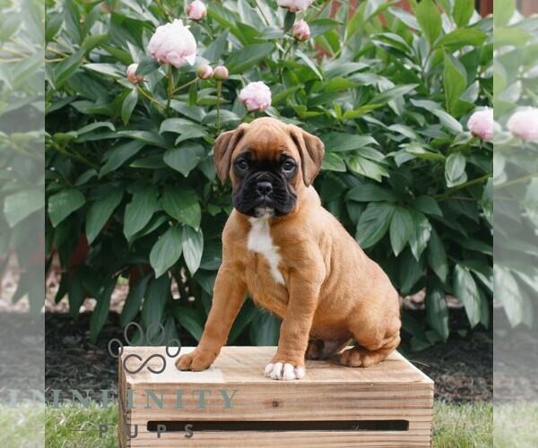 Medium Photo #1 Boxer Puppy For Sale in NARVON, PA, USA