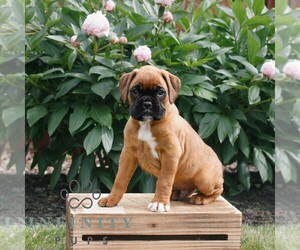 Boxer Puppy for sale in NARVON, PA, USA
