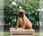Small Boxer