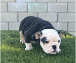 Small #2 English Bulldog