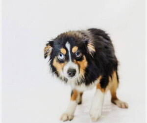 Coop - Male Australian Shepherd Dog for Adoption - Photo #2