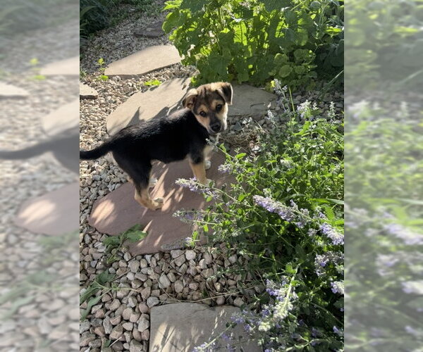 Medium Photo #7 Dalmatian-German Shepherd Dog Mix Puppy For Sale in MIDWAY, UT, USA