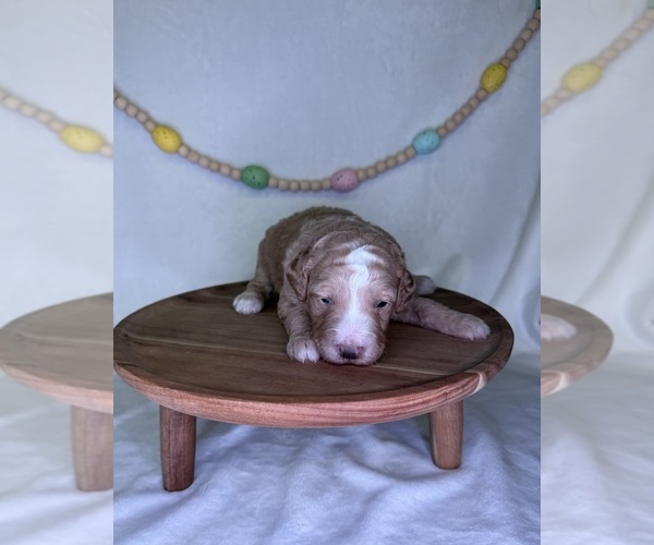 Medium Photo #5 Goldendoodle (Miniature) Puppy For Sale in OWENSVILLE, IN, USA