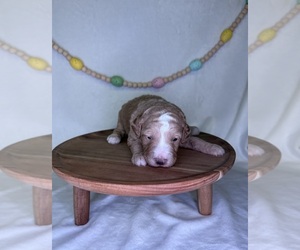 Medium Goldendoodle (Miniature)