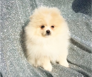 Miniature Spitz Puppy for sale in DAWSONVILLE, GA, USA
