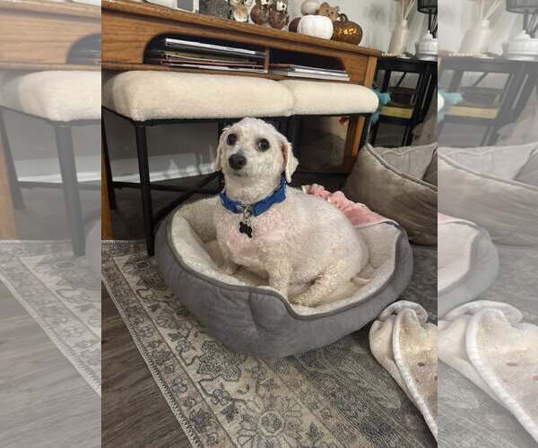 Medium Photo #3 Maltese-Unknown Mix Puppy For Sale in Greenville, SC, USA