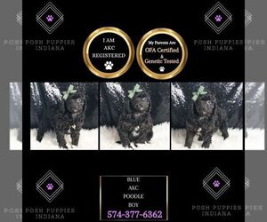 Poodle (Miniature) Puppy for sale in WARSAW, IN, USA