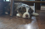 Small Photo #1 Australian Shepherd Puppy For Sale in NEWARK, IL, USA