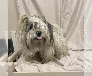 Maltese Dogs for adoption in Modesto, CA, USA