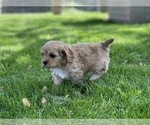 Small Photo #4 Cavapoo Puppy For Sale in CONCORD, IN, USA
