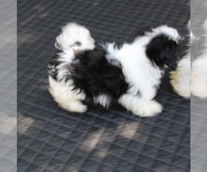 Shih Tzu Puppy for sale in THAYER, KS, USA