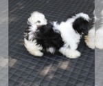 Image preview for Ad Listing. Nickname: AKC Small