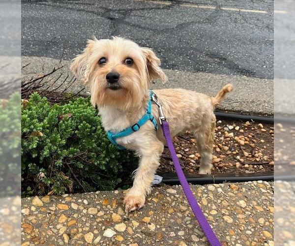 Medium Photo #4 Maltese-Unknown Mix Puppy For Sale in Greensboro, NC, USA