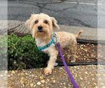 Small #3 Maltese Mix