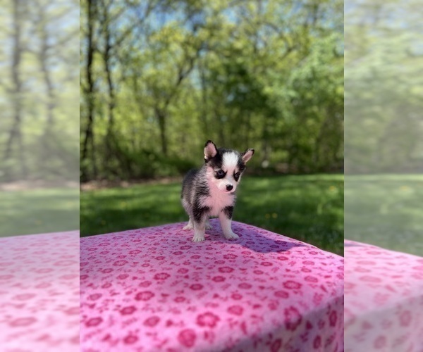 Medium Photo #6 Pomsky Puppy For Sale in DRACUT, MA, USA