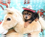 Small Photo #4 Maltipoo Puppy For Sale in HARTVILLE, MO, USA