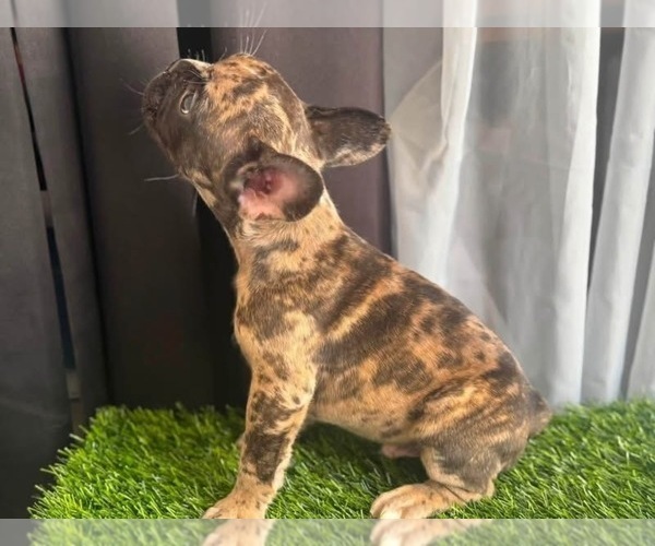 Medium Photo #4 French Bulldog Puppy For Sale in PRINCETON, WV, USA