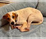 Small #3 American Pit Bull Terrier Mix