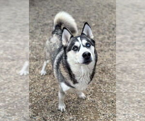 Princessa - Female Siberian Husky Dog for Adoption - Photo #2