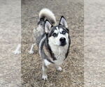 Small #1 Siberian Husky