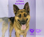 Small #1 German Shepherd Dog