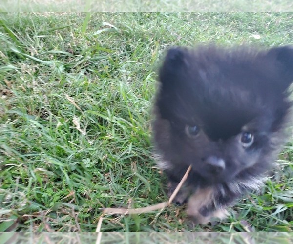 Medium Photo #3 Pomeranian Puppy For Sale in KILLEEN, TX, USA